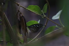 Ideopsis vulgaris