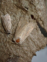 Photedes minima