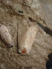 Photedes minima