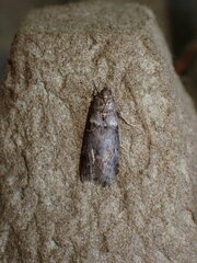 Acrobasis advenella