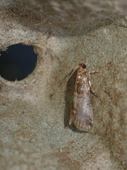 Acrobasis advenella