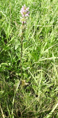 Phlomoides tuberosa
