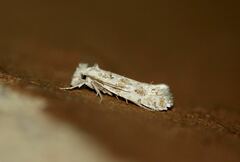 Ateliotum hungaricellum