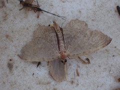 Philereme vetulata