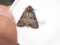 Mesoligia literosa