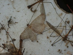 Philereme vetulata