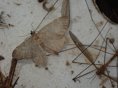 Philereme vetulata