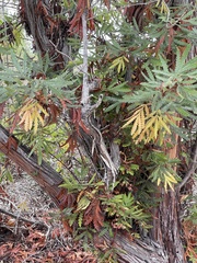 Lyonothamnus