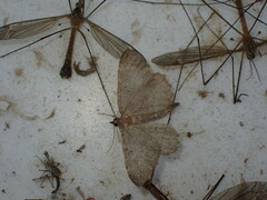 Philereme vetulata