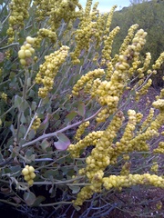 Manochlamys albicans