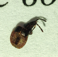 Pterygota