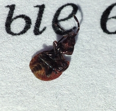 Pterygota