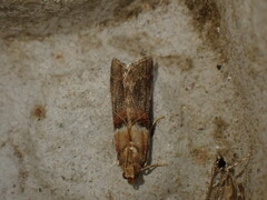 Acrobasis tumidana