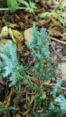 Juniperus squamata