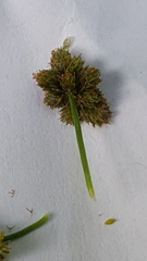 Scirpus hattorianus