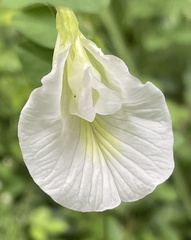 Clitoria ternatea albiflora