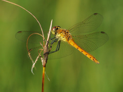 Sympetrum depressiusculum