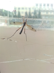 Dictenidia