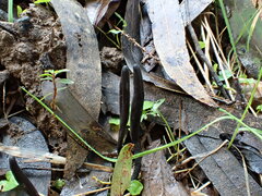 Geoglossum australe