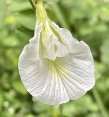 Clitoria ternatea albiflora