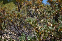 Arctostaphylos nissenana