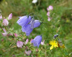 Campanula witasekiana