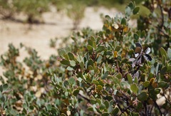 Arctostaphylos nissenana
