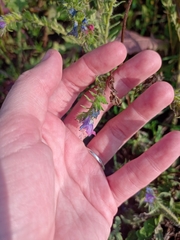 Echium vulgare