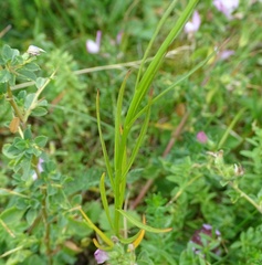 Campanula witasekiana