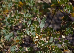 Arctostaphylos nissenana