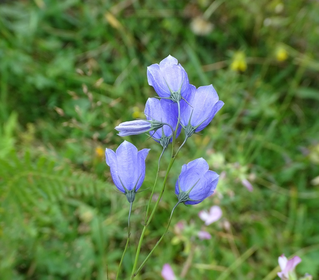 Paniculate Bellflower