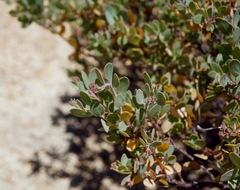 Arctostaphylos nissenana