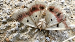 Aeolochroma viridicata