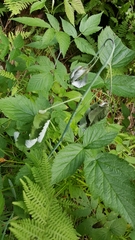 Oberea perspicillata