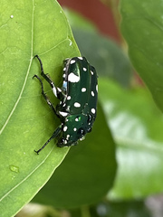 Protaetia alboguttata