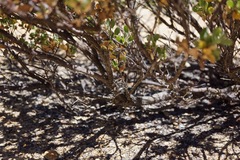 Arctostaphylos nissenana