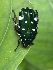 Protaetia alboguttata