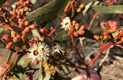 Eucalyptus phenax