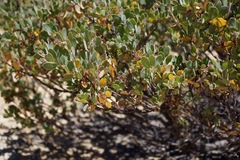 Arctostaphylos nissenana