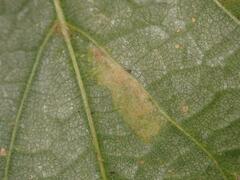 Eriophyes exilis