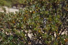 Arctostaphylos nissenana
