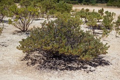 Arctostaphylos nissenana