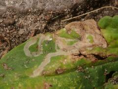 Phytomyza plantaginis