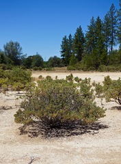 Arctostaphylos nissenana