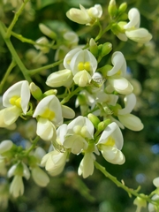 Styphnolobium japonicum