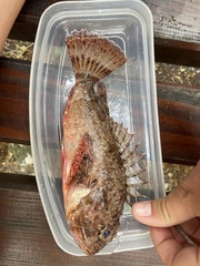Scorpaena porcus