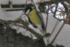 Parus major