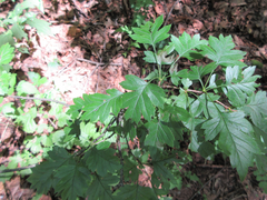 Crataegus pinnatifida