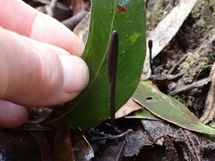 Geoglossum umbratile
