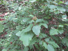 Spiraea blumei